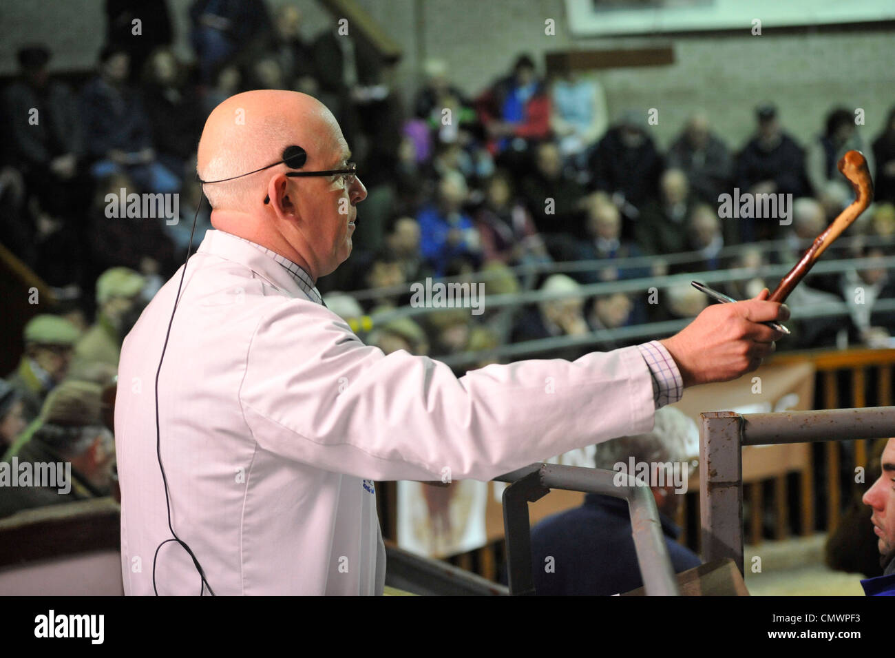 Auctioneer at Castle Douglas auction mart selling livestock through the ring. Stock Photo