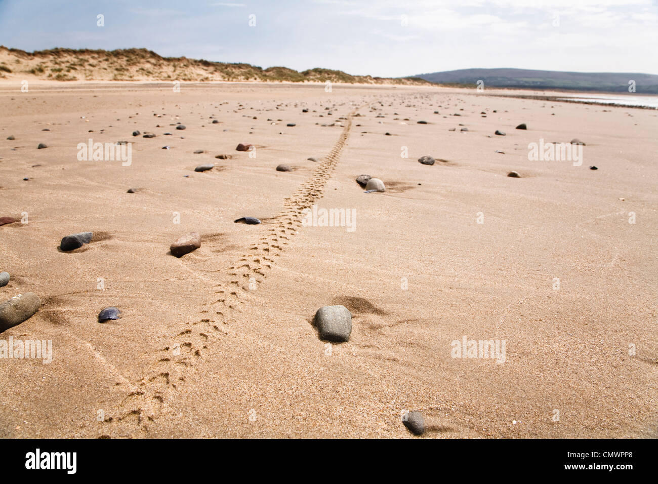 Single mountain bike tyre track along a remote beach in Wales Stock Photo