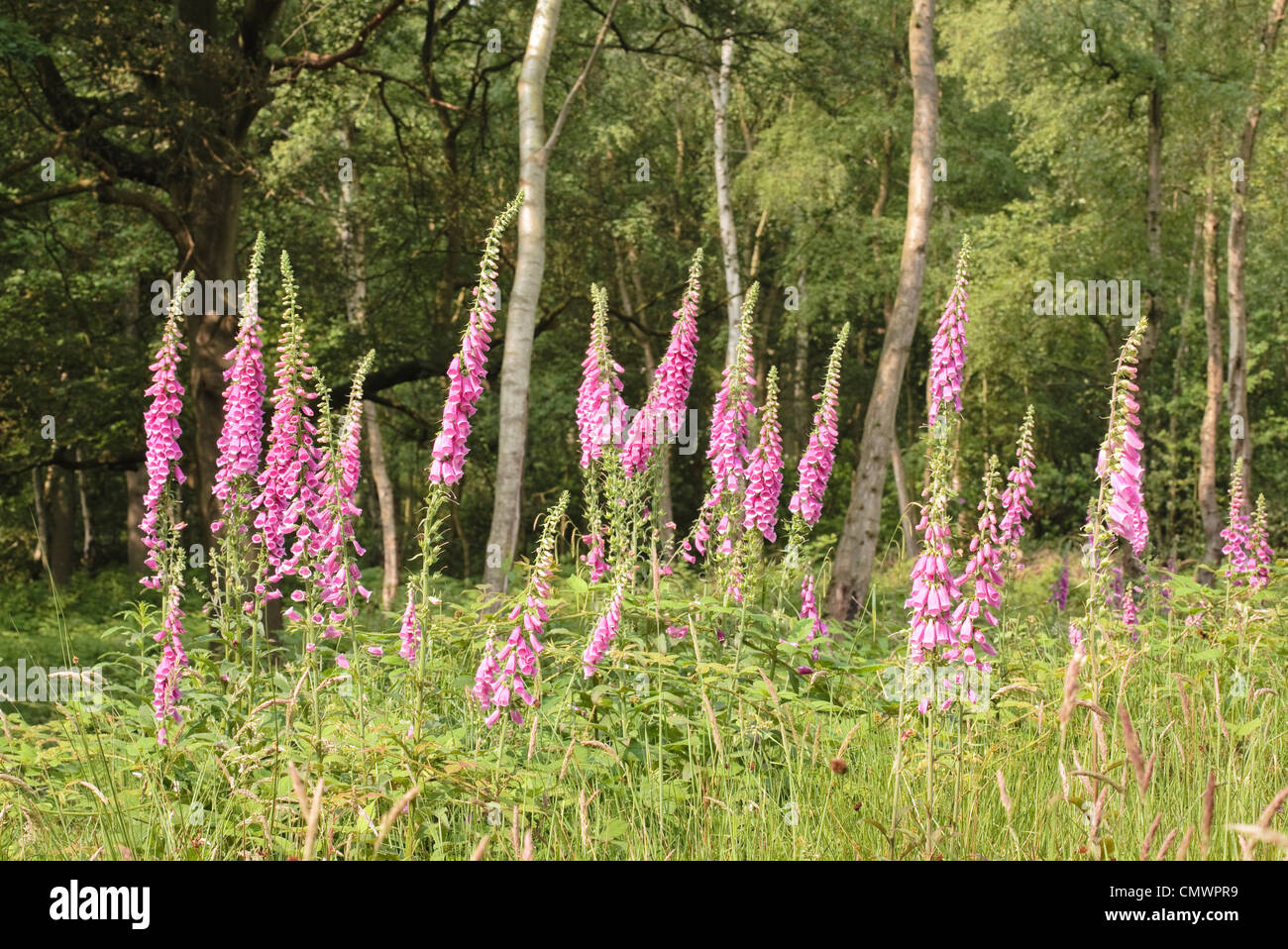 Wild foxglove flowers in a forest clearing Stock Photo
