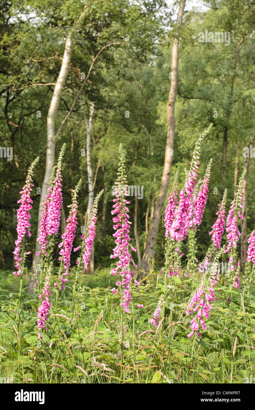 Wild foxglove flowers in a woodland setting Stock Photo