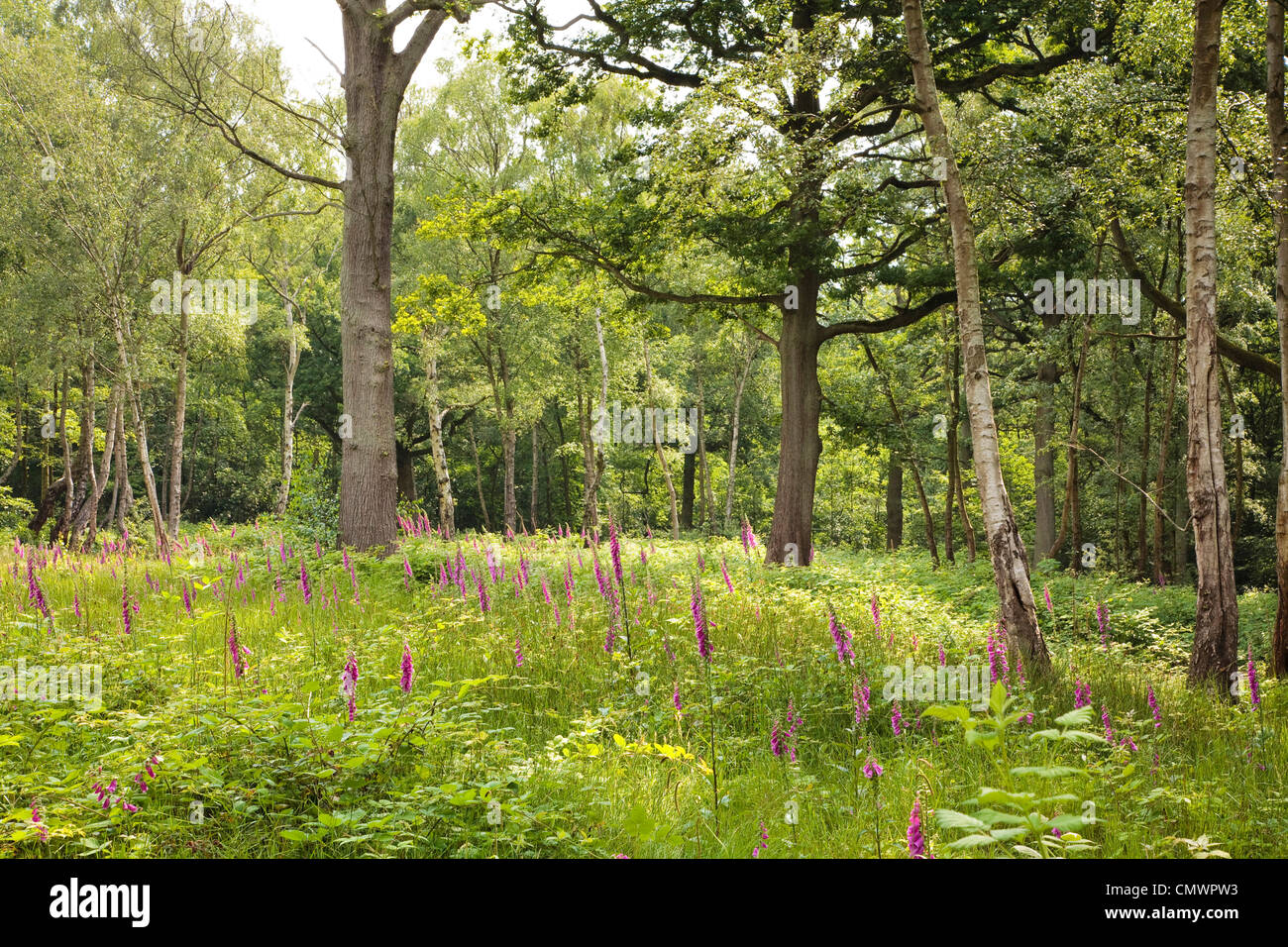 Lush green glade with wild flowers in a woodland scene Stock Photo