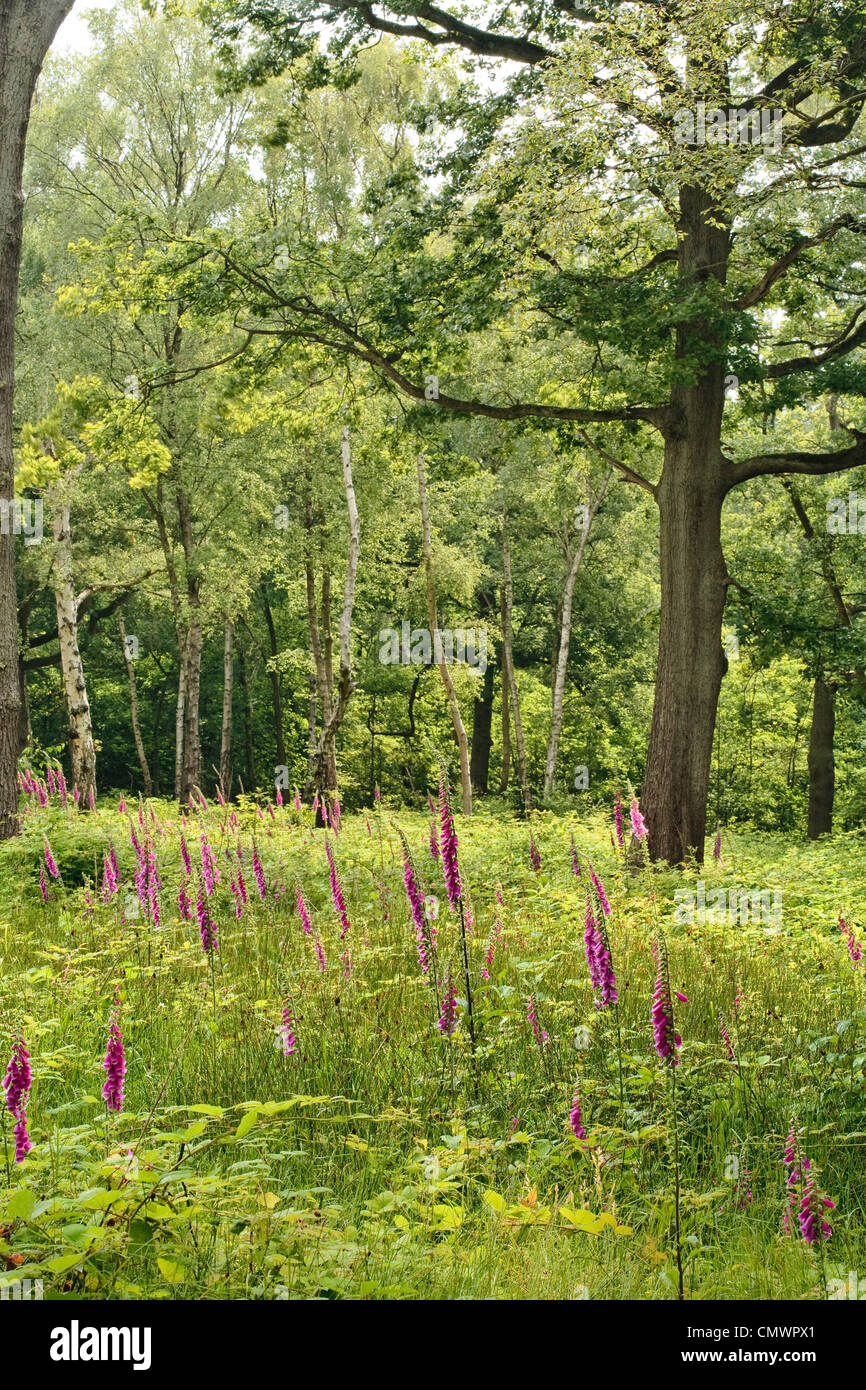 Woodland glade scene with foxglove wild flowers Stock Photo