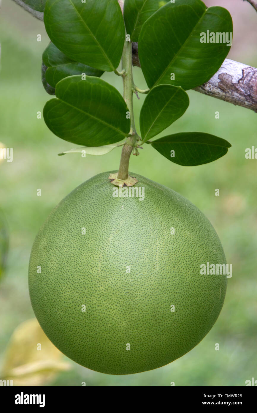 Honey Pomelo on tree Stock Photo - Alamy