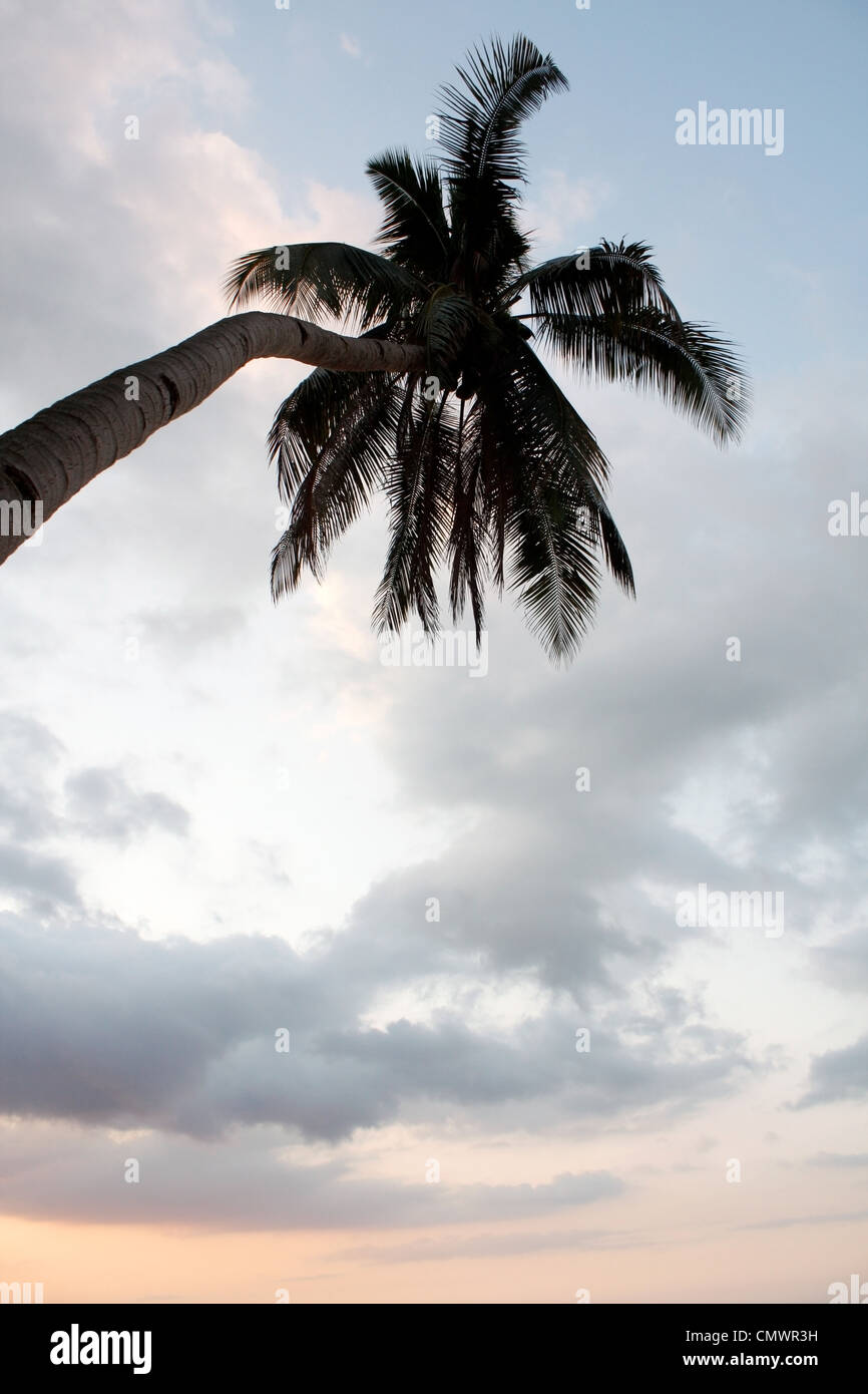 Beautiful sunset palm tree on hi-res stock photography and images - Alamy