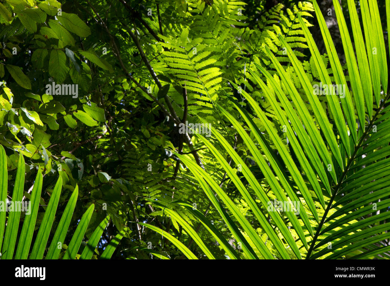 Dense vegetation in the Amazon Stock Photo Alamy