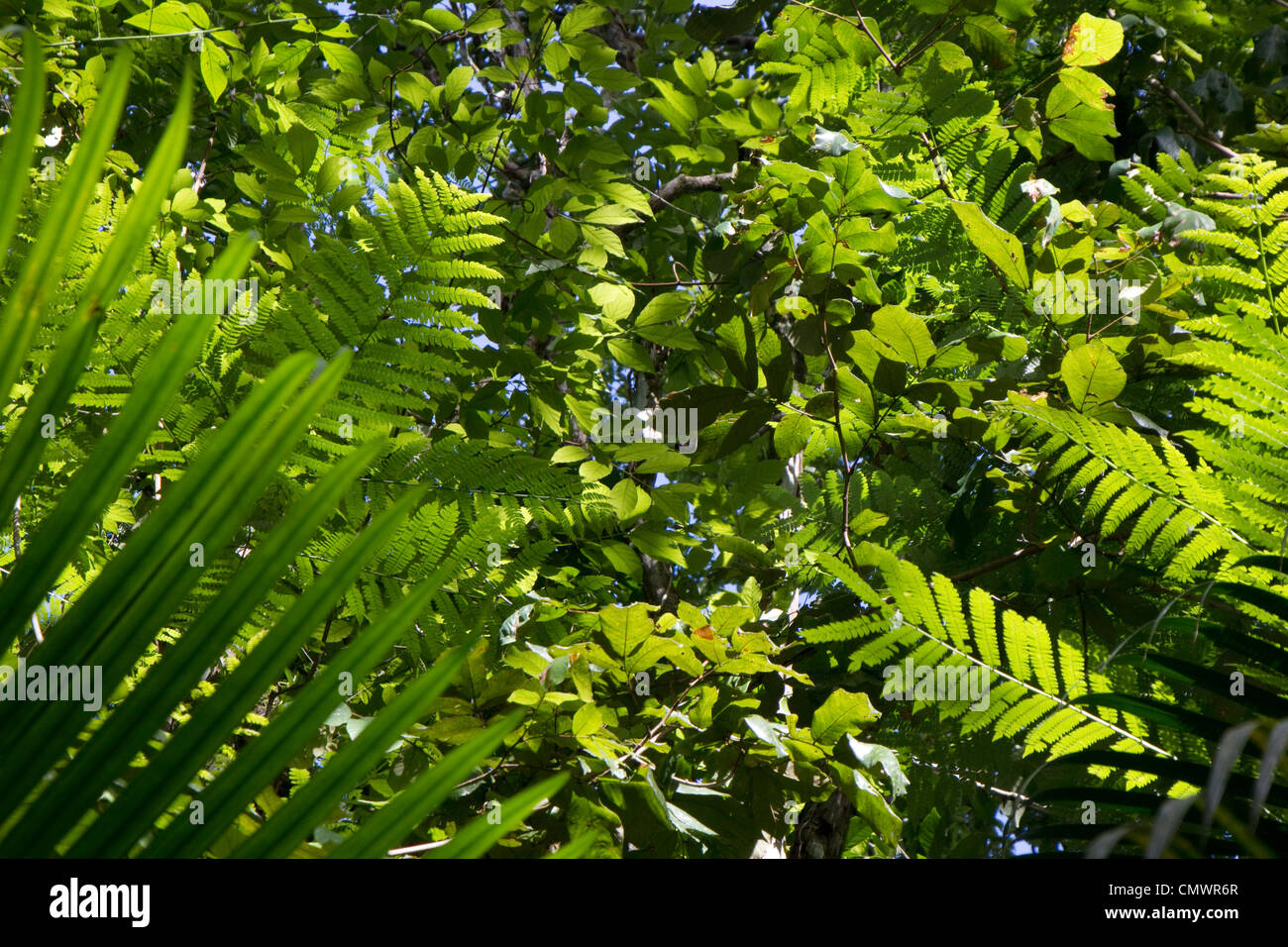Dense amazon vegetation Stock Photo Alamy