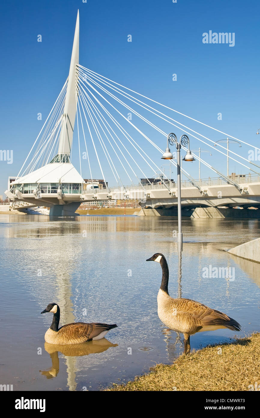 Canada Geese on Red River during 2009 flood Esplanade Riel Bridge in background Winnipeg Manitoba Stock Photo Alamy