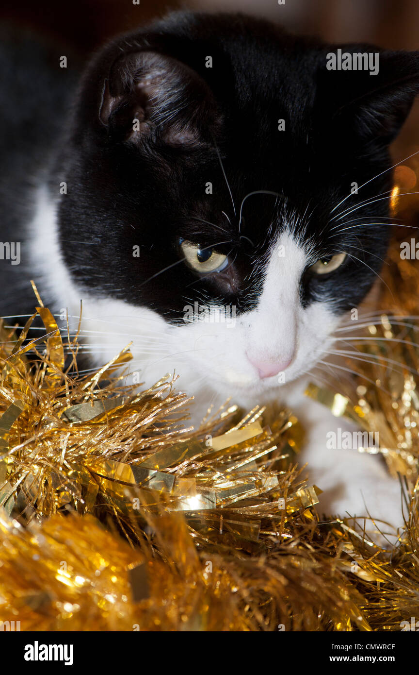 Black and white cat playing with Christmas decorations. Stock Photo