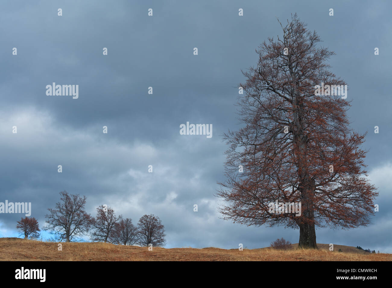 Cloud and tree landscape hi-res stock photography and images - Alamy