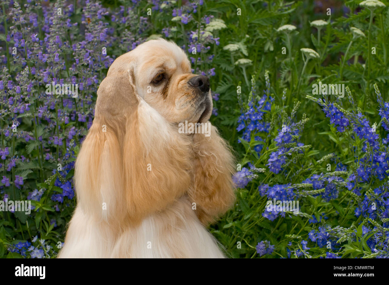 Portrait of blond cocker spaniel with flowers behind-head shot Stock Photo