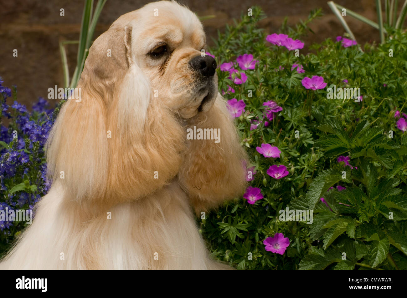 Portrait of golden cocker spaniel with flowers behind-head shot Stock Photo