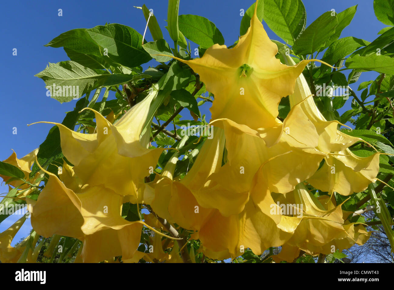 Multiple flower blossoms of a Brugmansia also known as an Angels Trumpet Stock Photo