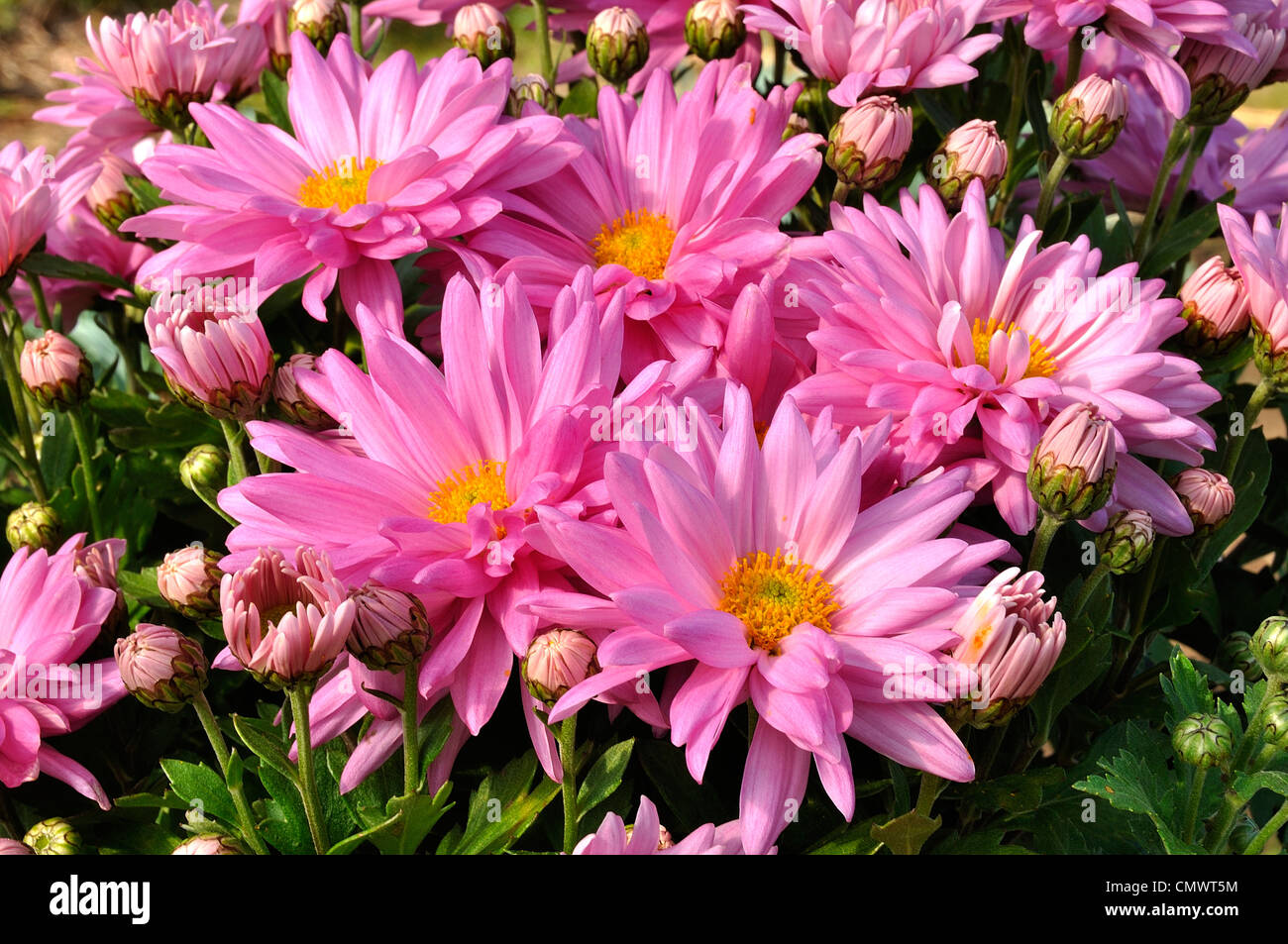 Flowers of Chrysantheme (Chrysanthemum). Stock Photo