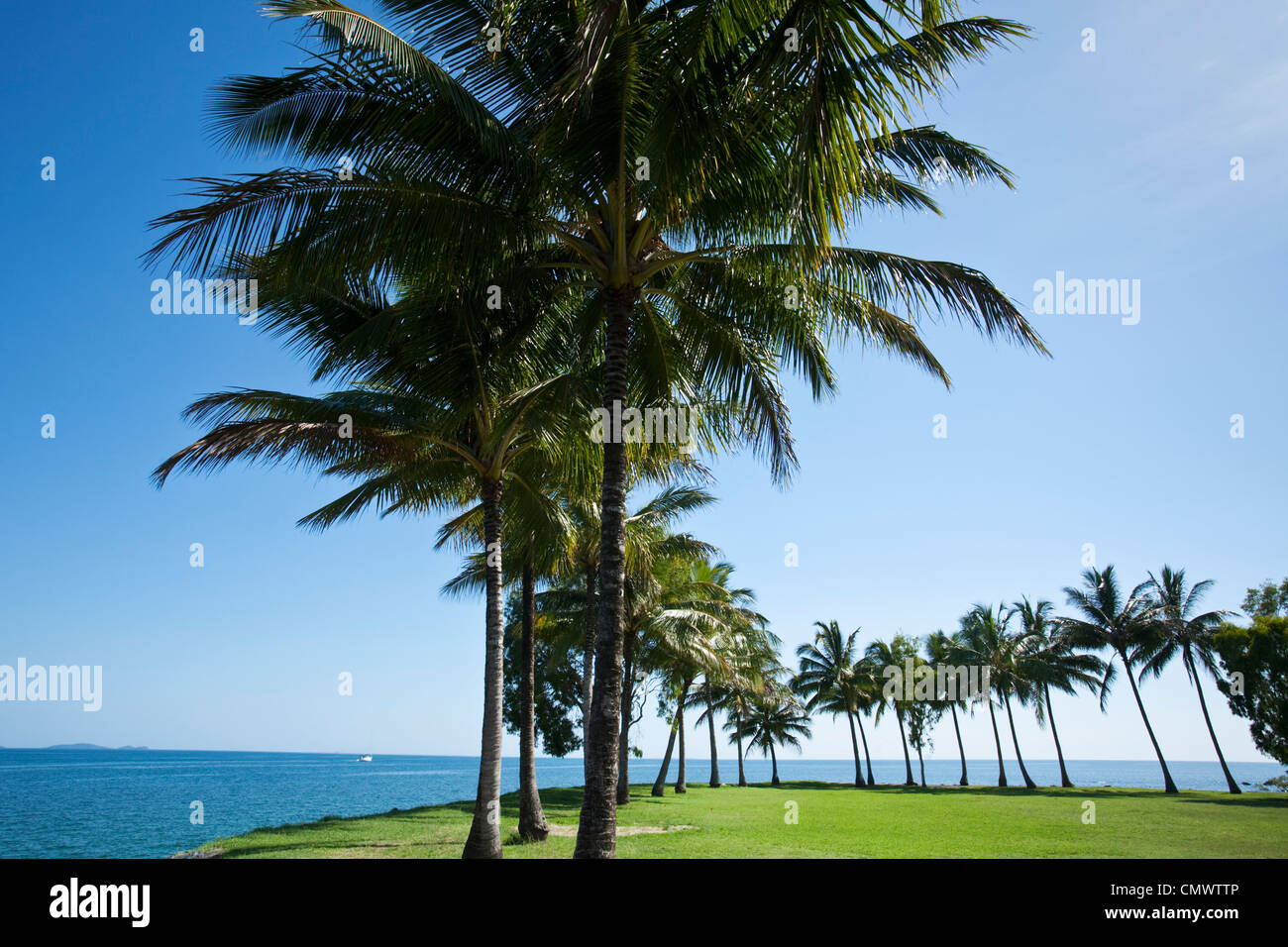 Palm trees at Rex Smeal Park. Port Douglas, Queensland, Australia Stock