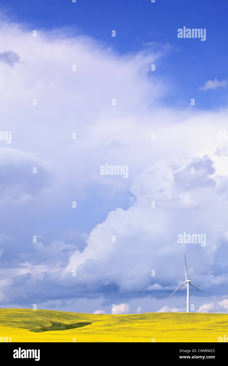 Storm clouds over canola field with wind turbine, St. Leon, Manitoba ...