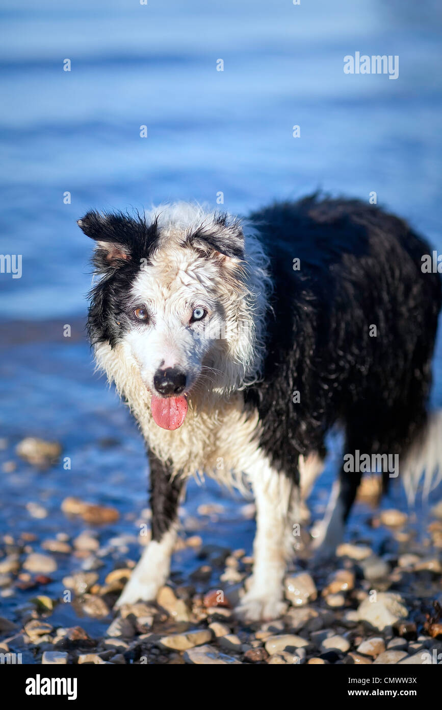 Premium Photo  A closeup shot of a spotted border collie blue merle dog  with heterochromia eyes