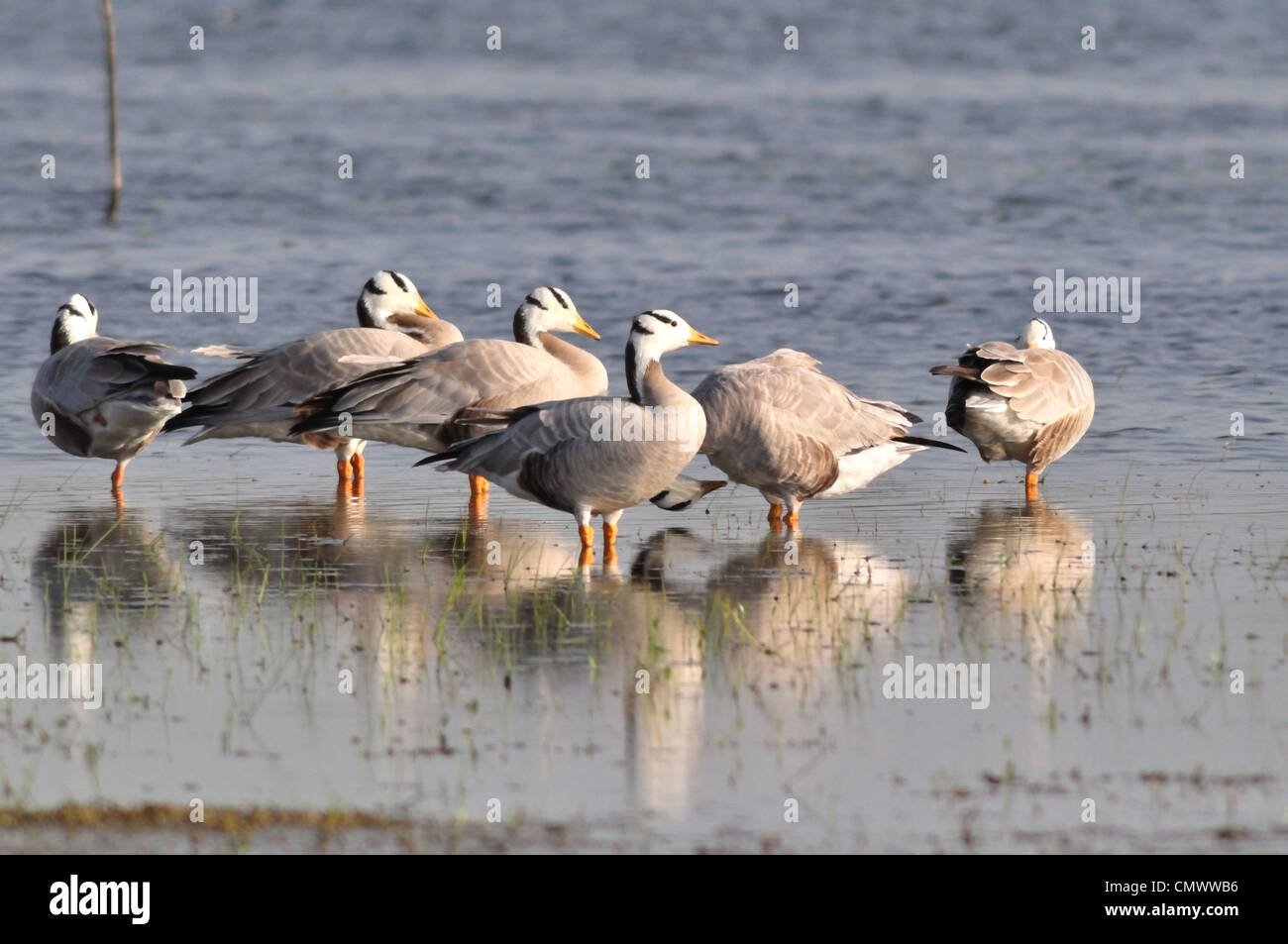 Bar-headed Goose ( Anser indicus ) Stock Photo