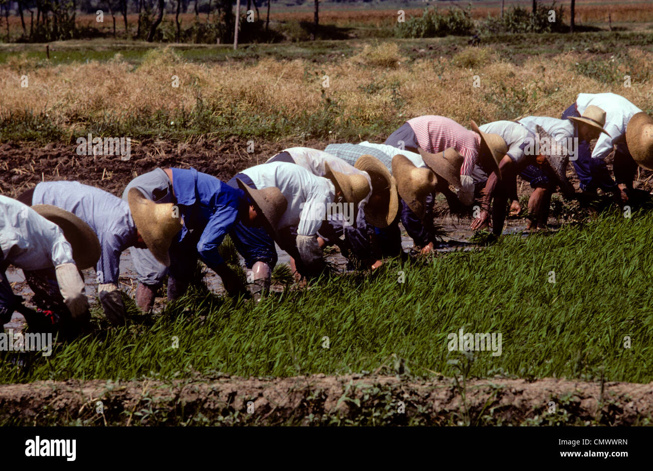 Peasant Workers High Resolution Stock Photography and Images Alamy