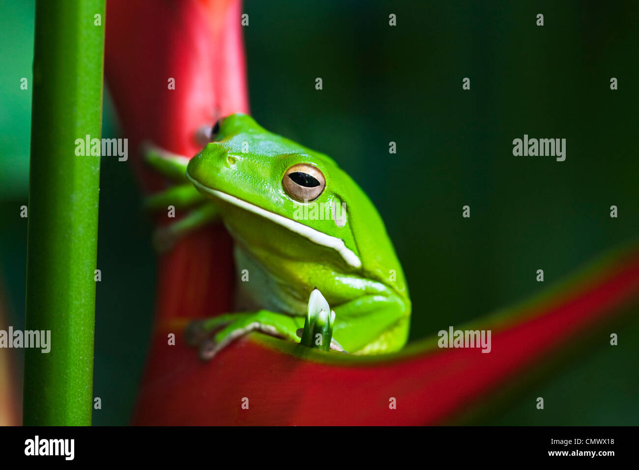 White-lipped tree frog (Litoria infrafrenata) sitting on a heliconia flower. Cairns, Queensland, Australia Stock Photo