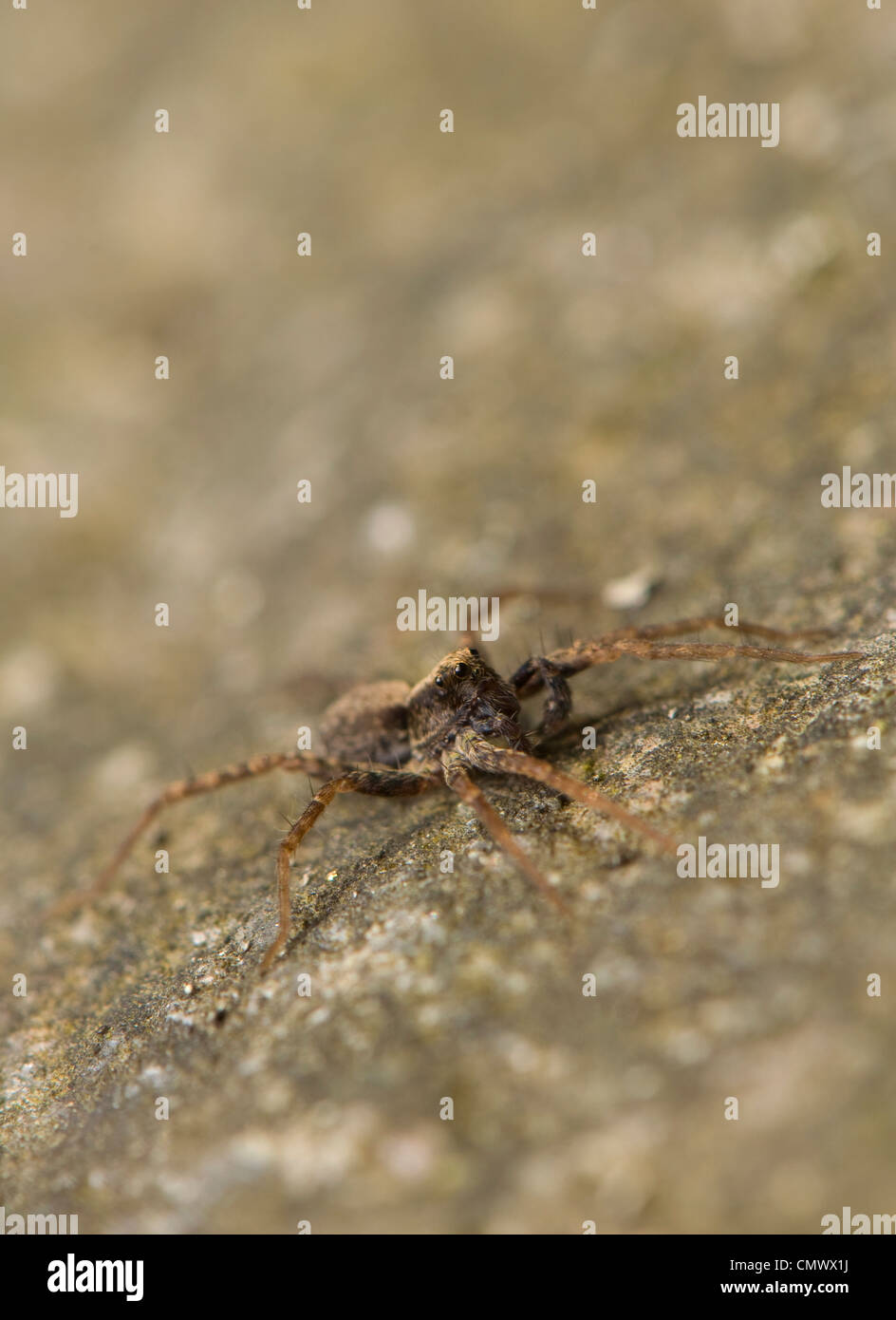 Pregnant spider hires stock photography and images Alamy