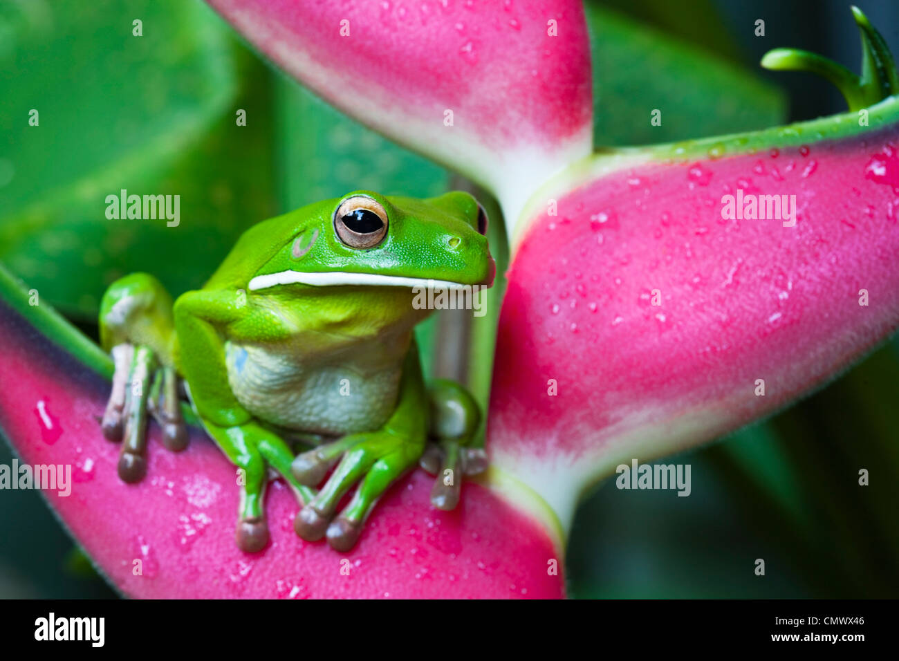 White-lipped tree frog (Litoria infrafrenata) sitting on a heliconia flower. Cairns, Queensland, Australia Stock Photo