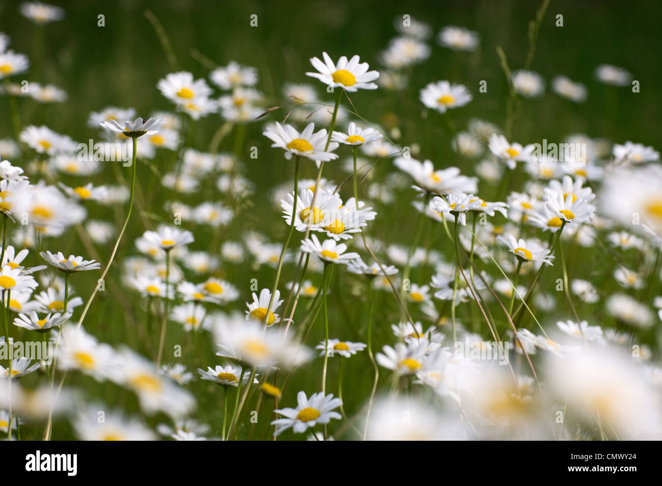 Oxeye daisies growing in garden Stock Photo Alamy
