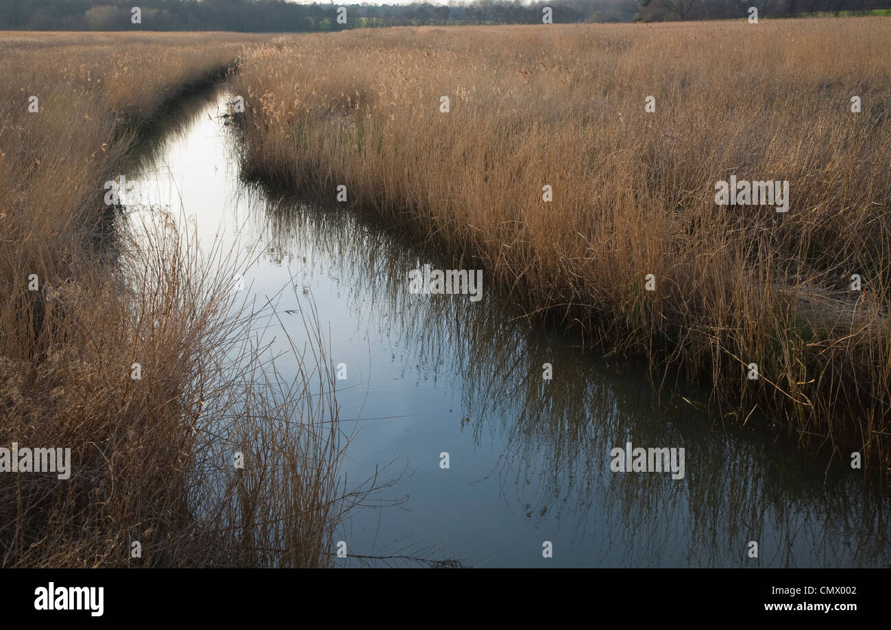 Reedbeds hires stock photography and images Alamy