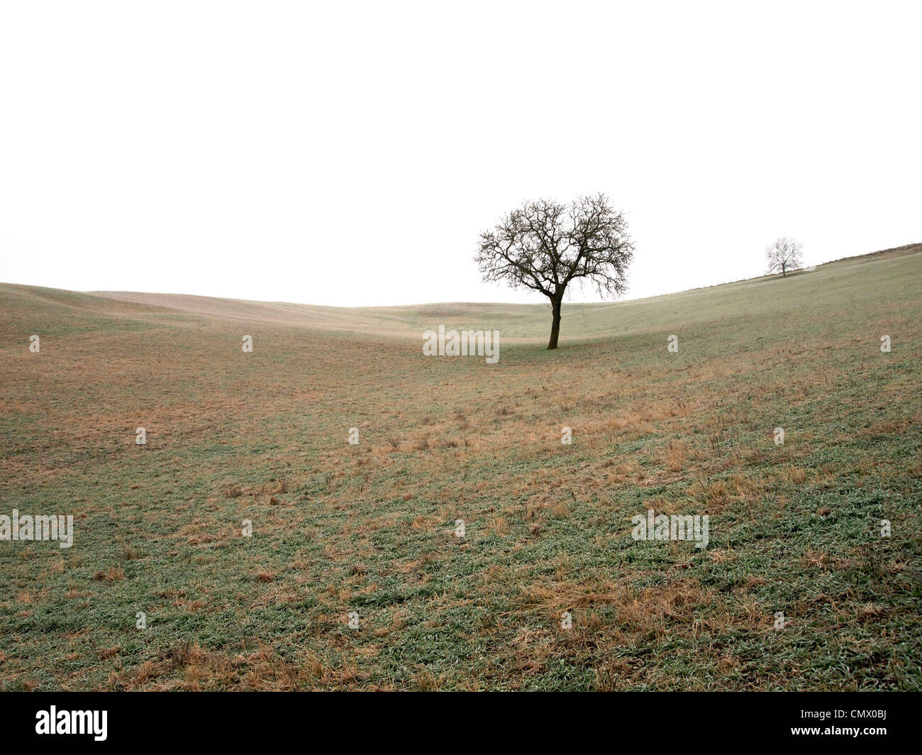Misty landscape with lone tree on grassy hill at dawn during early spring Stock Photo