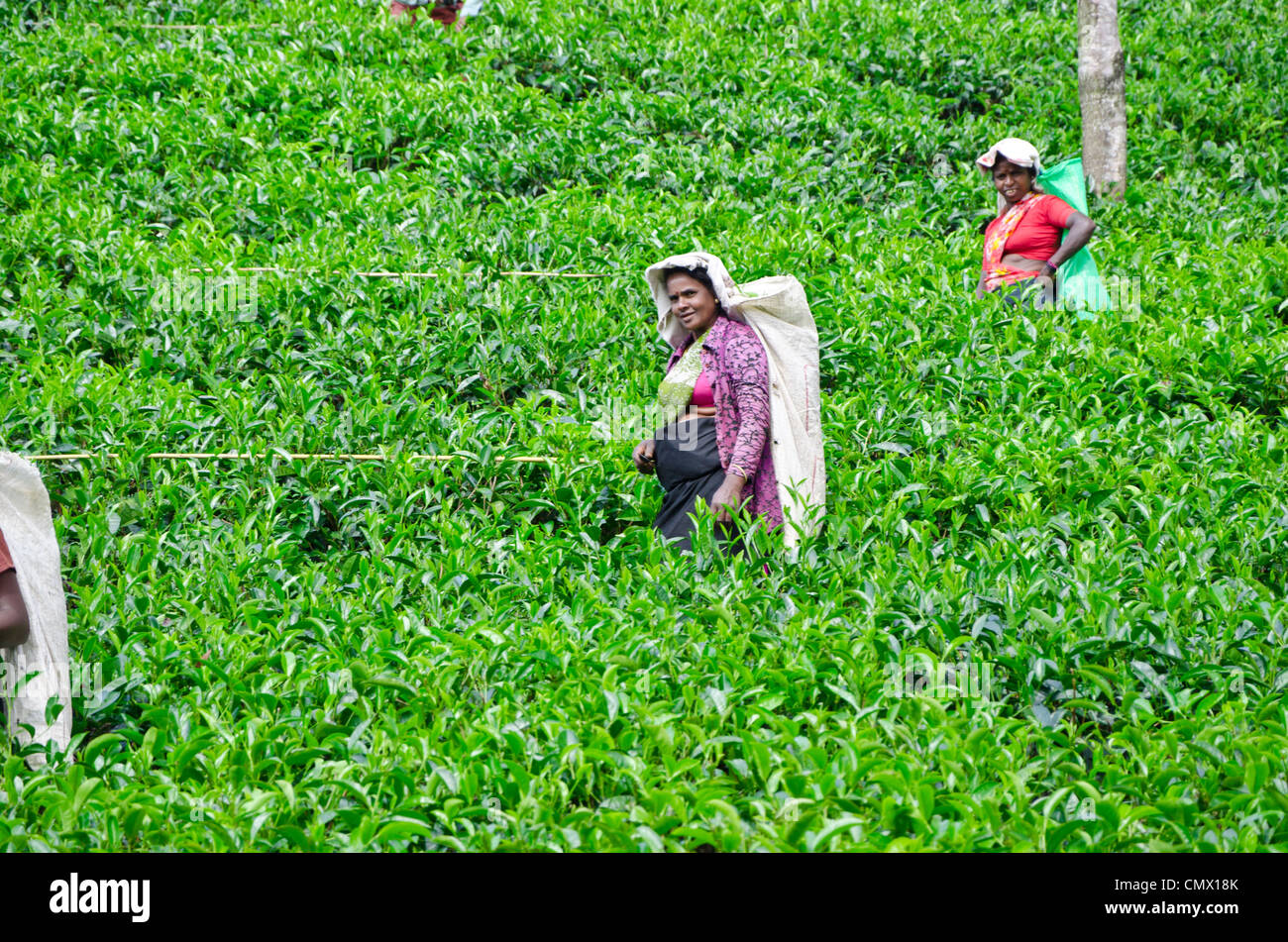 Tea pickers on plantation Stock Photo