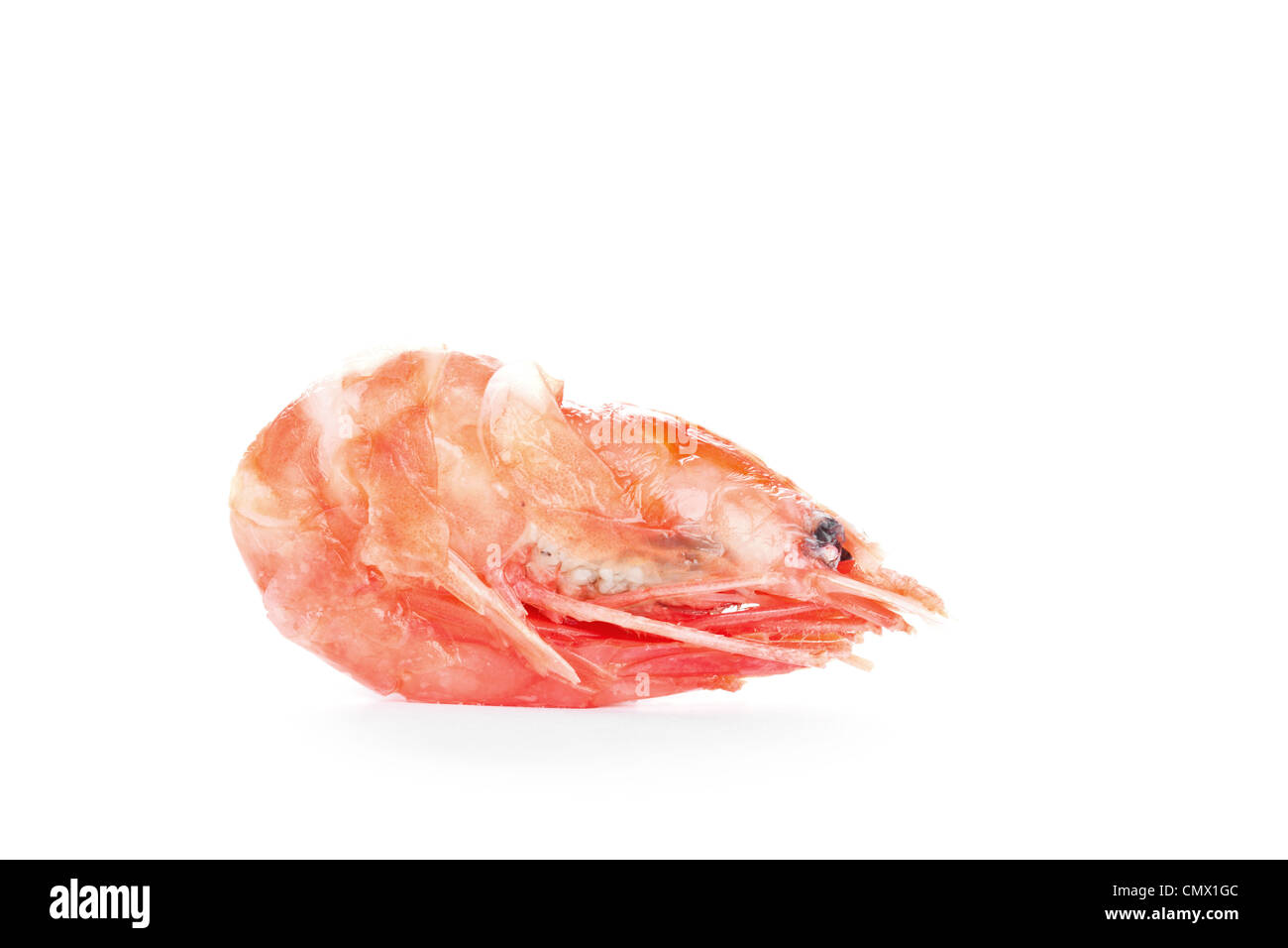 One boiled shrimp, closeup on white background Stock Photo