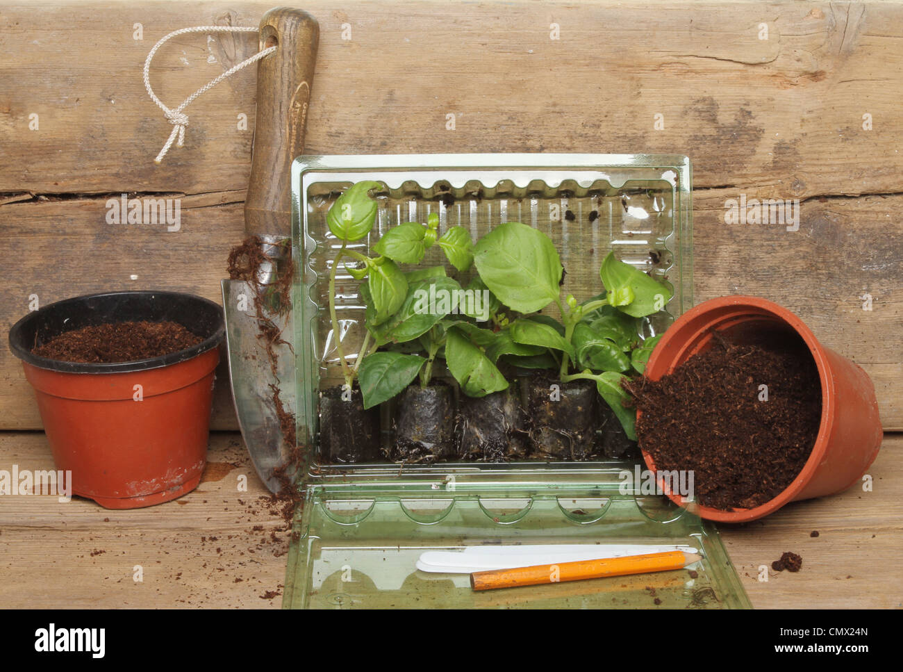 Plug plants in a plastic container with pots a garden trowel and labels on a wooden potting bench Stock Photo