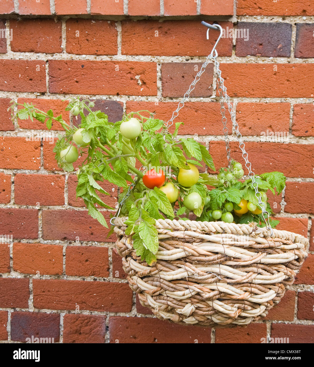 red and yellow tomatoes growing in a hanging basket on old brick wall
