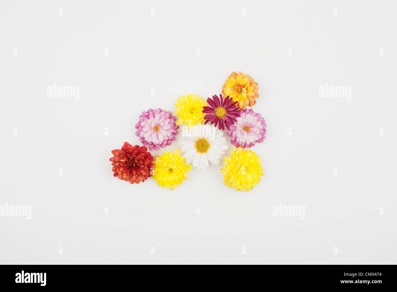 Chrysanthemum flowers on white background Stock Photo - Alamy