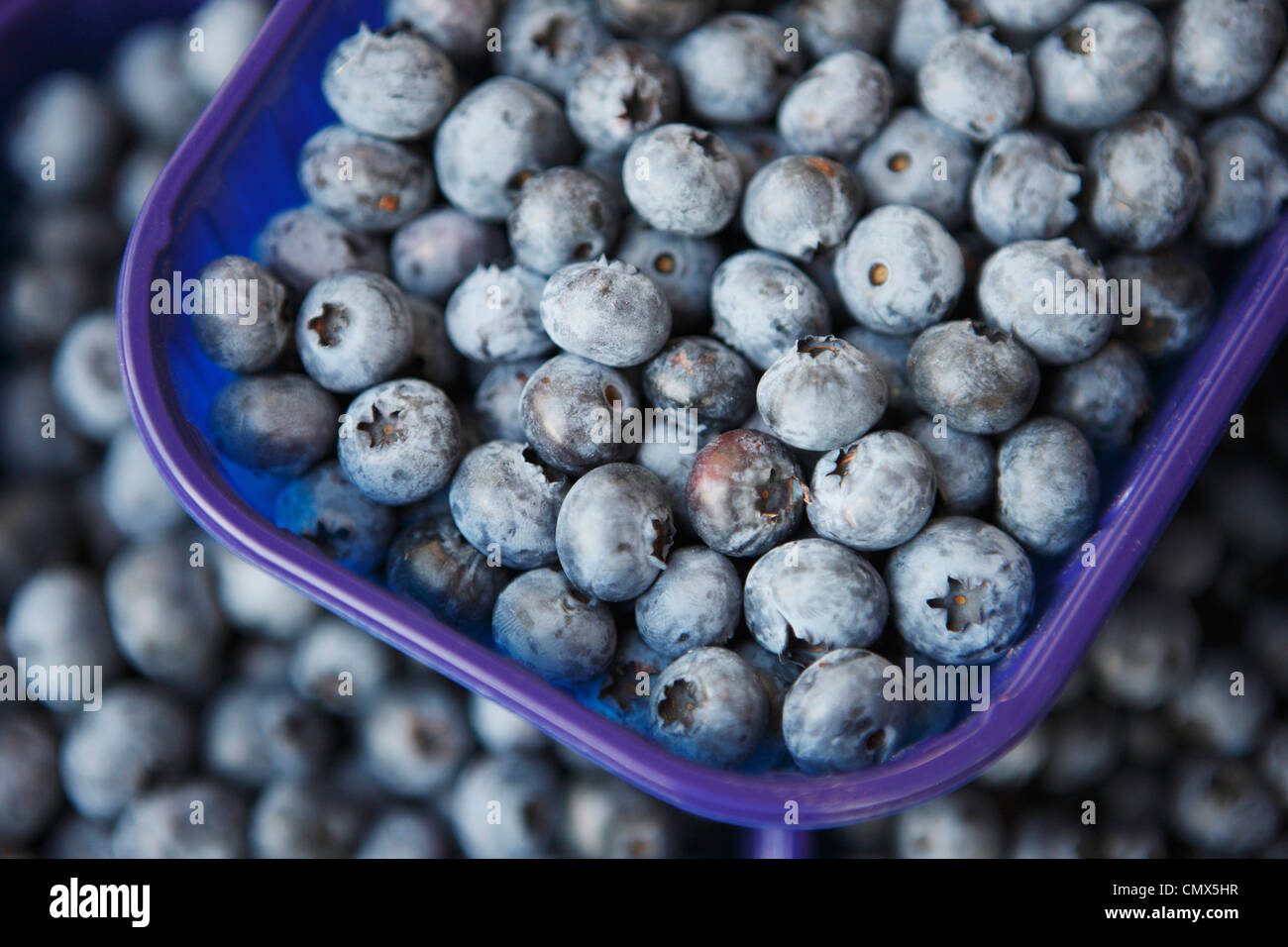 Germany, Bremen, Blueberries in tray at market, close up Stock Photo