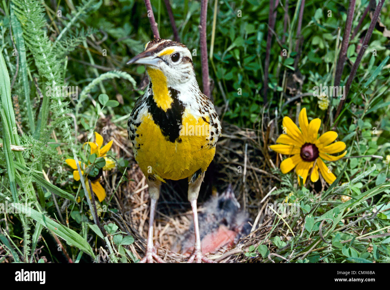 Meadowlark female stands in front of her nest with nestlings in meadow of blooming flowers, Missouri USA Stock Photo