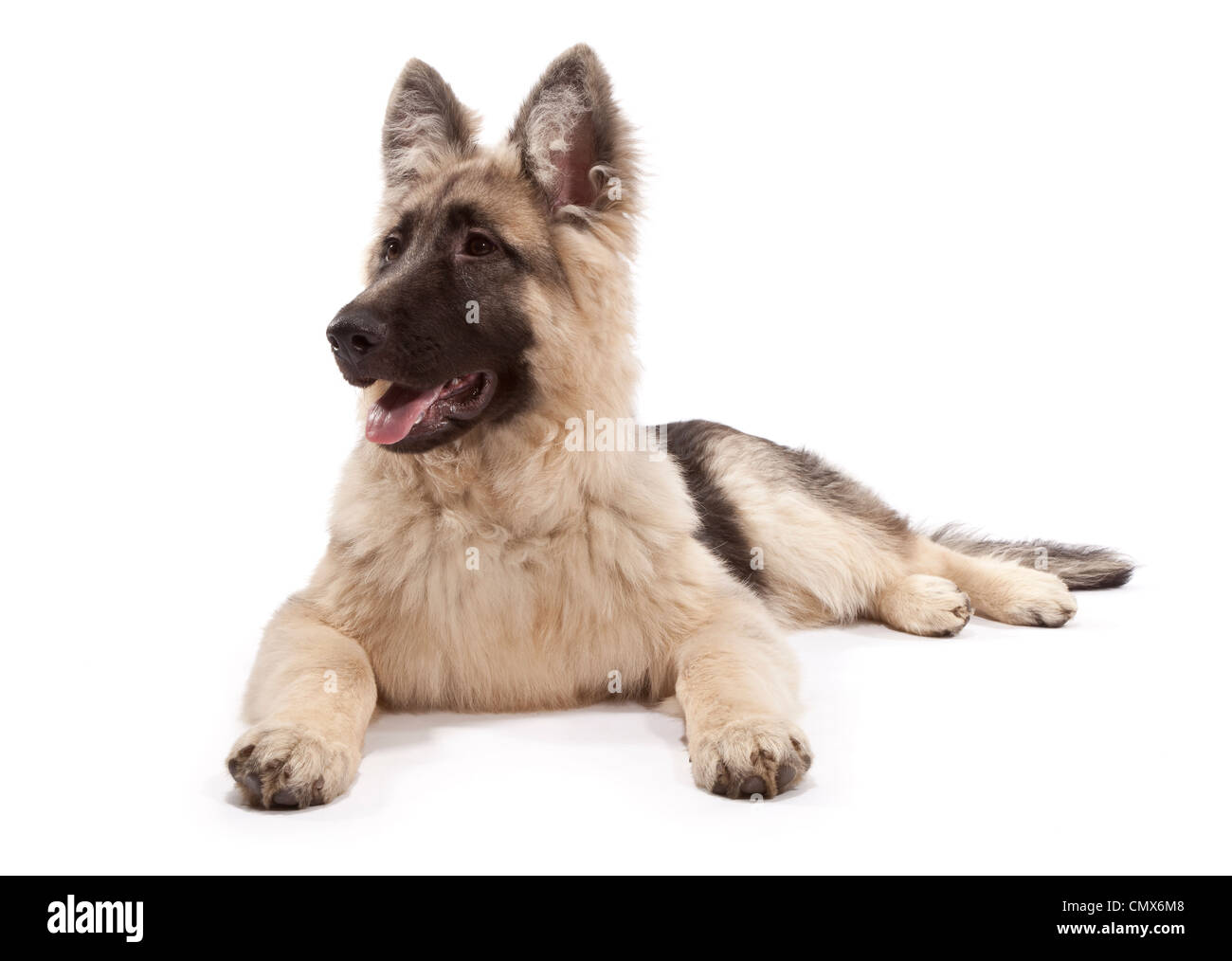 Young male German Shepherd Dog at 5 months old Stock Photo - Alamy