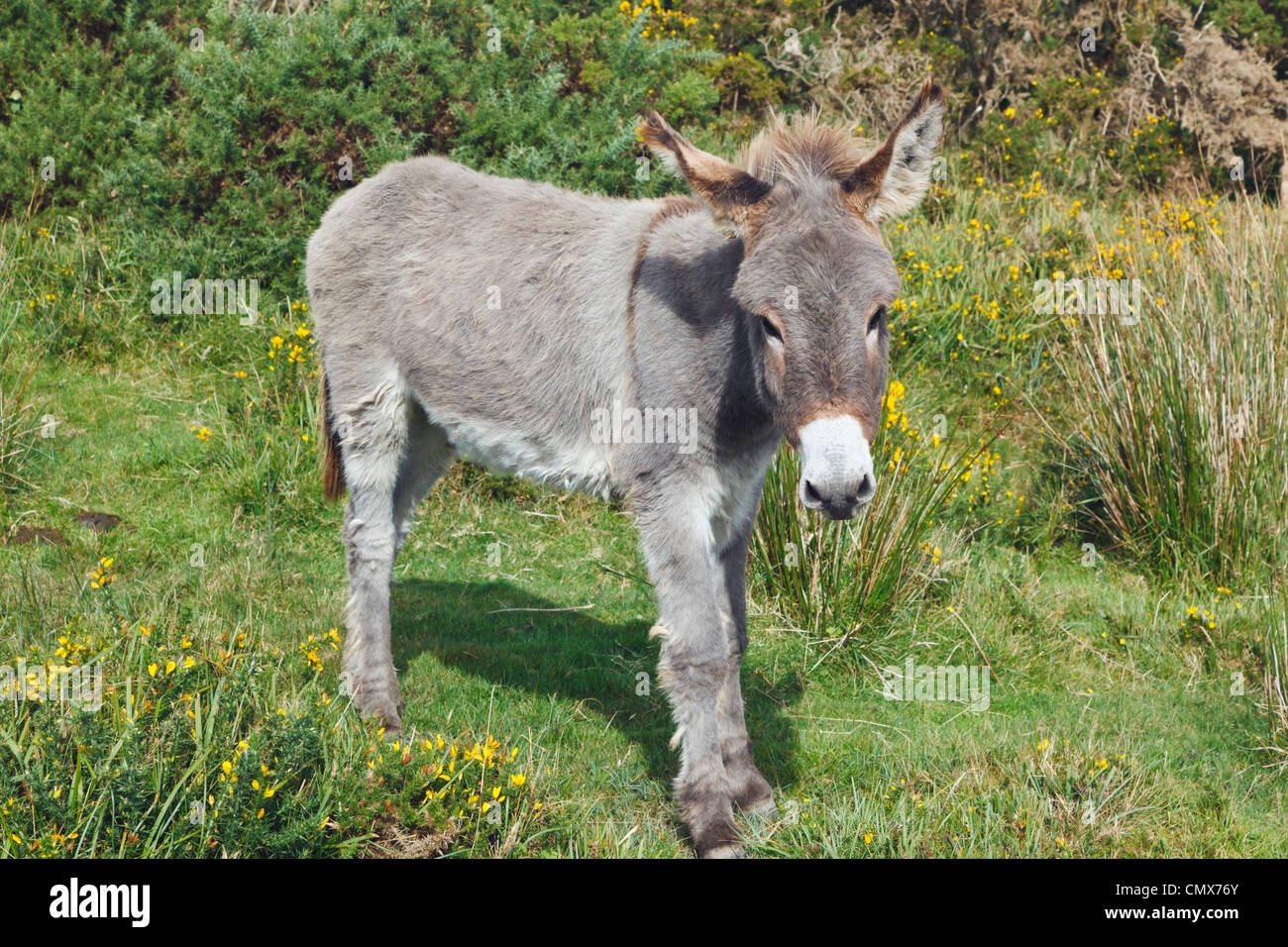 Baby donkey Stock Photo