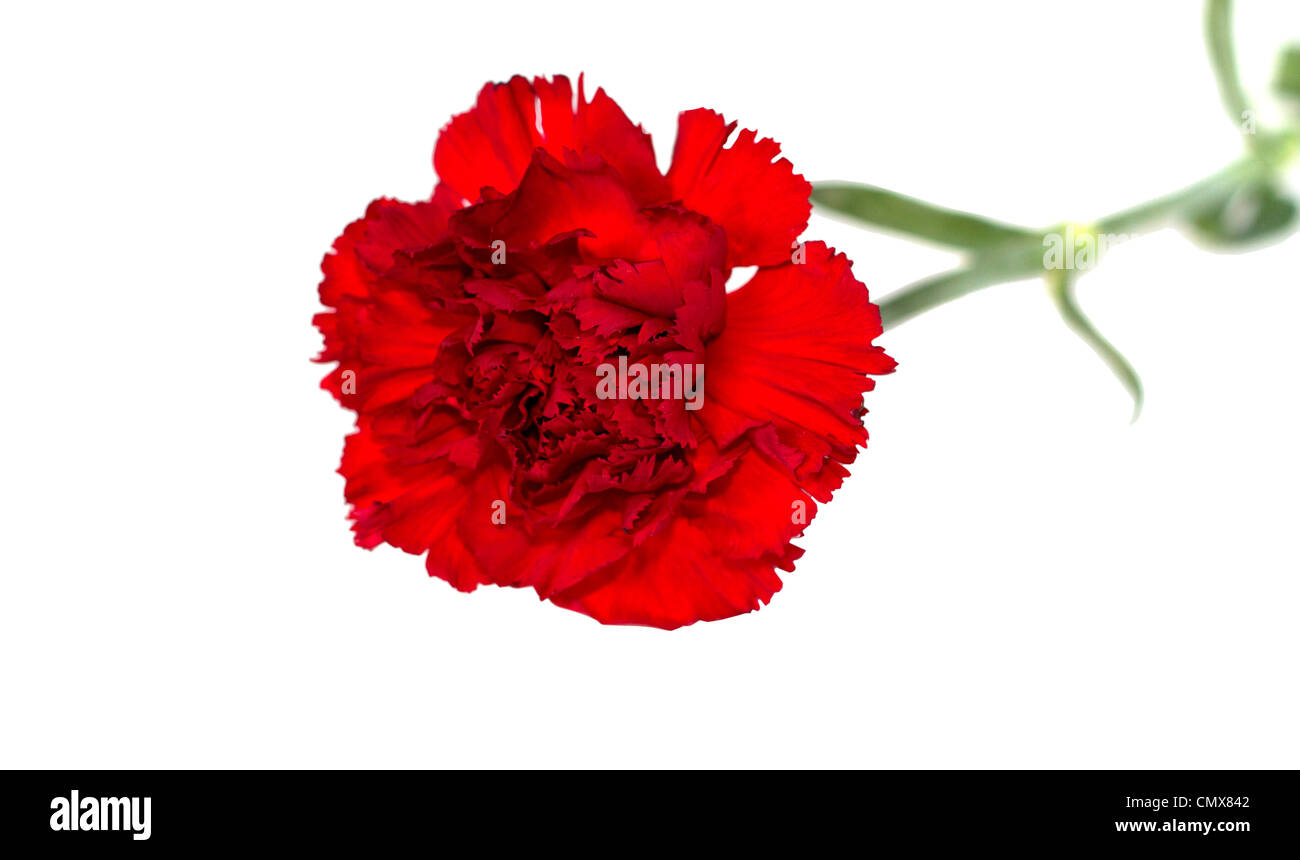 a bud of flower of carnation on a white background Stock Photo - Alamy