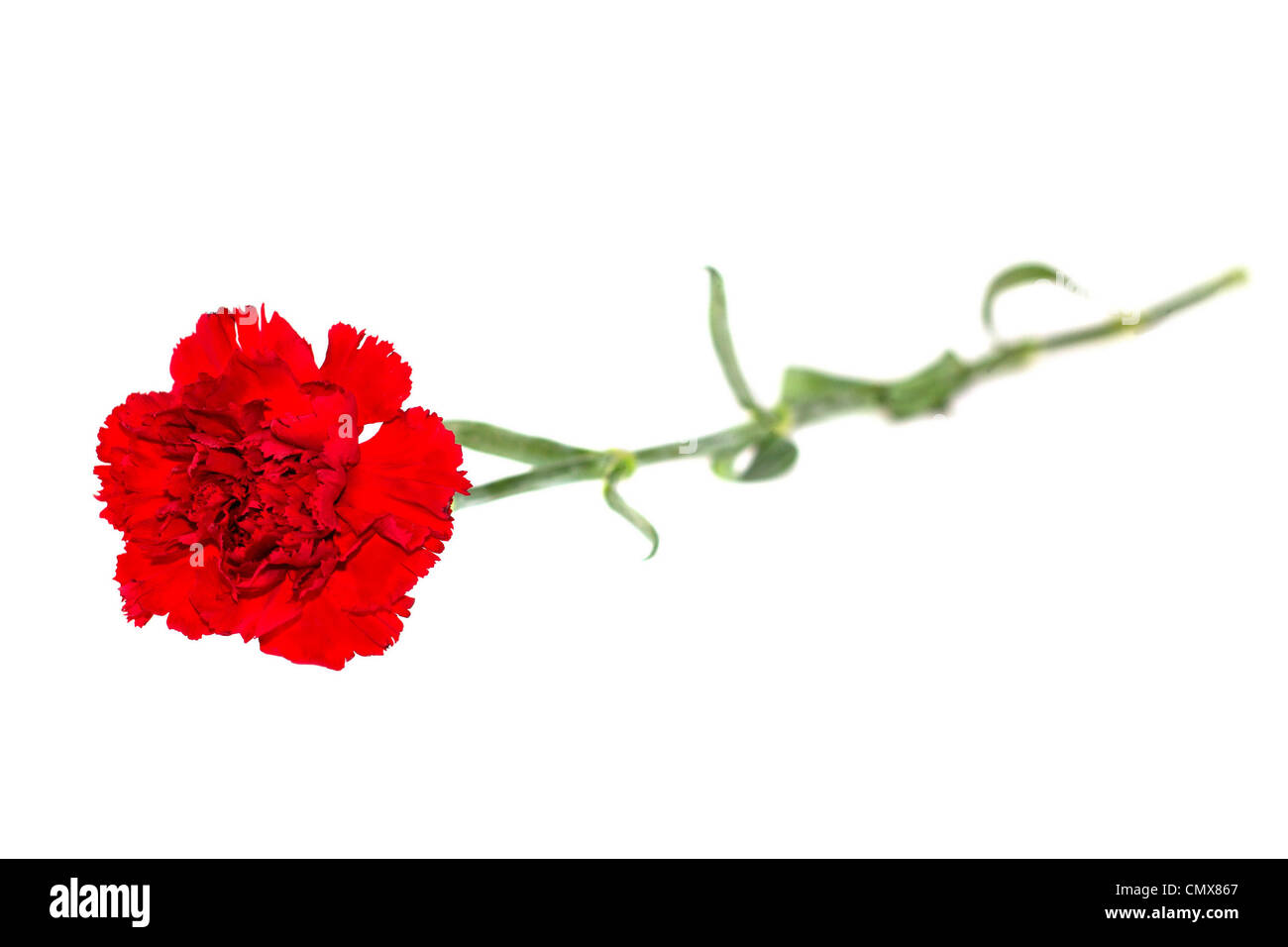 a bud of flower of carnation on a white background Stock Photo - Alamy
