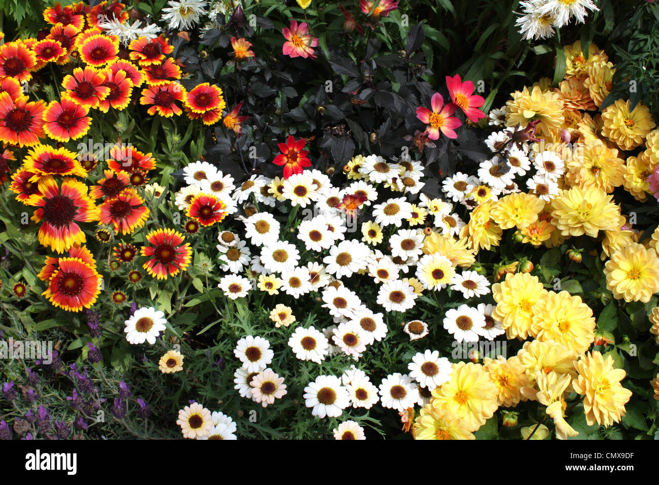 Colorful flowering plants in a garden Stock Photo - Alamy