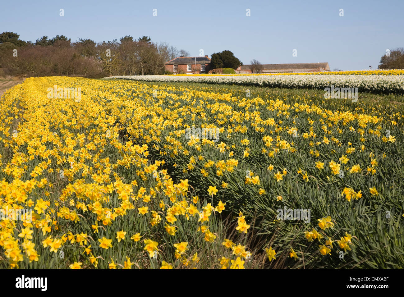 Cultivated daffodils growing in field near Happisburgh, north Norfolk