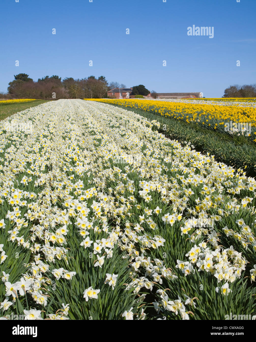 Daffodil varieties hires stock photography and images Alamy