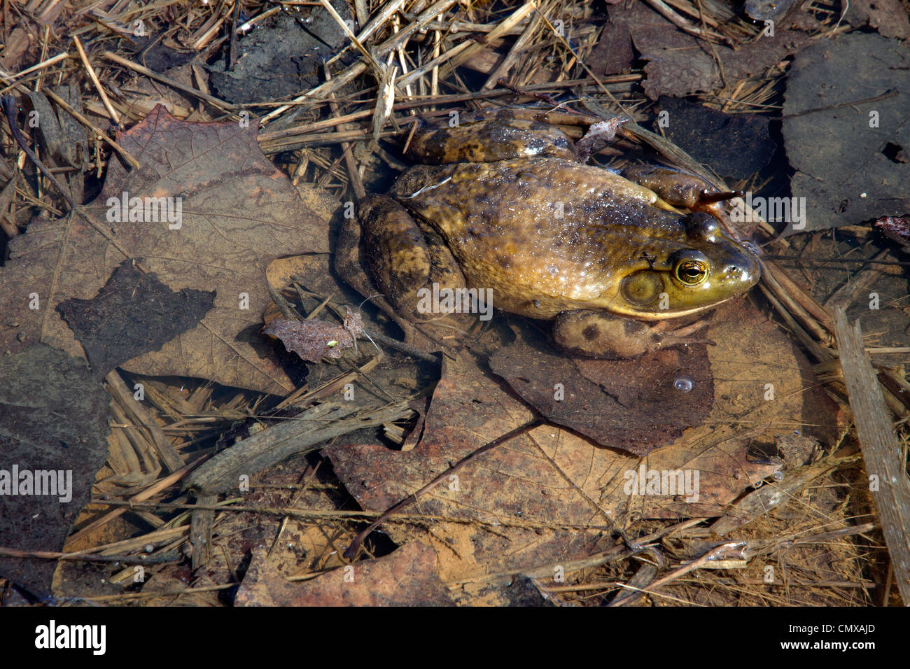 BullFrog ( Rana catesbeiana ) resting in pond. Eastern USA. Stock Photo