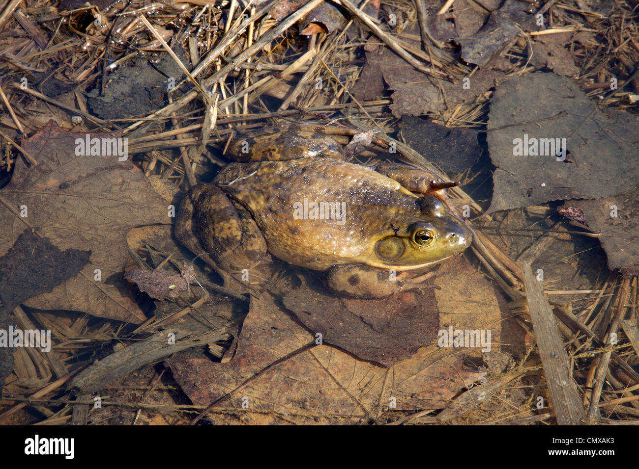 BullFrog ( Rana catesbeiana ) resting in pond. Eastern USA. Stock Photo