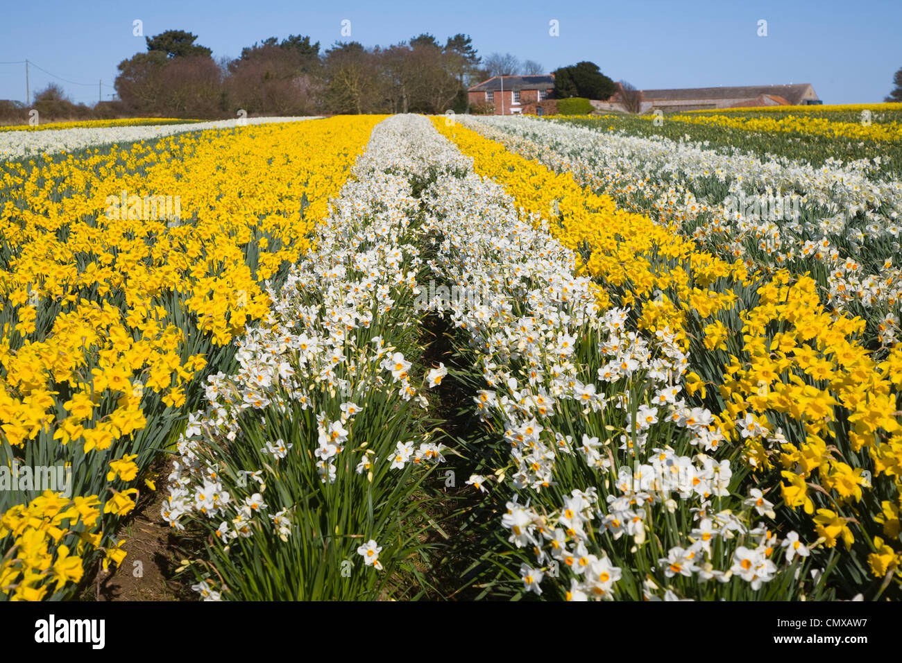 Cultivated daffodils growing in field near Happisburgh, north Norfolk, England Stock Photo Alamy