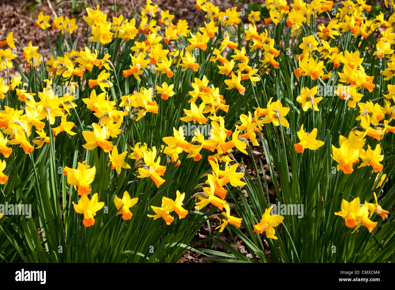 Daffodils, Narcissus JETFIRE Stock Photo