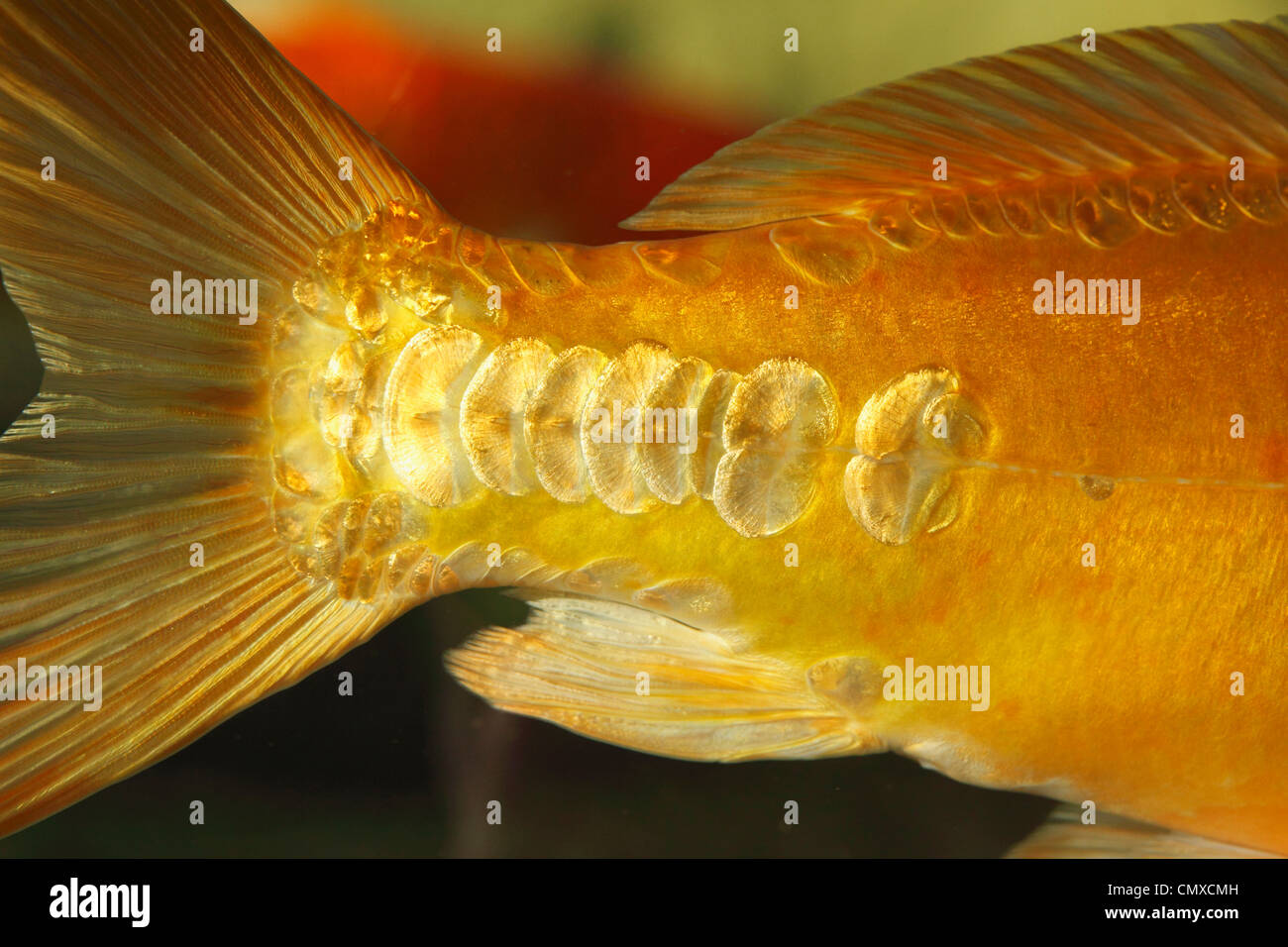 Fish scales of koi carp, close up Stock Photo Alamy
