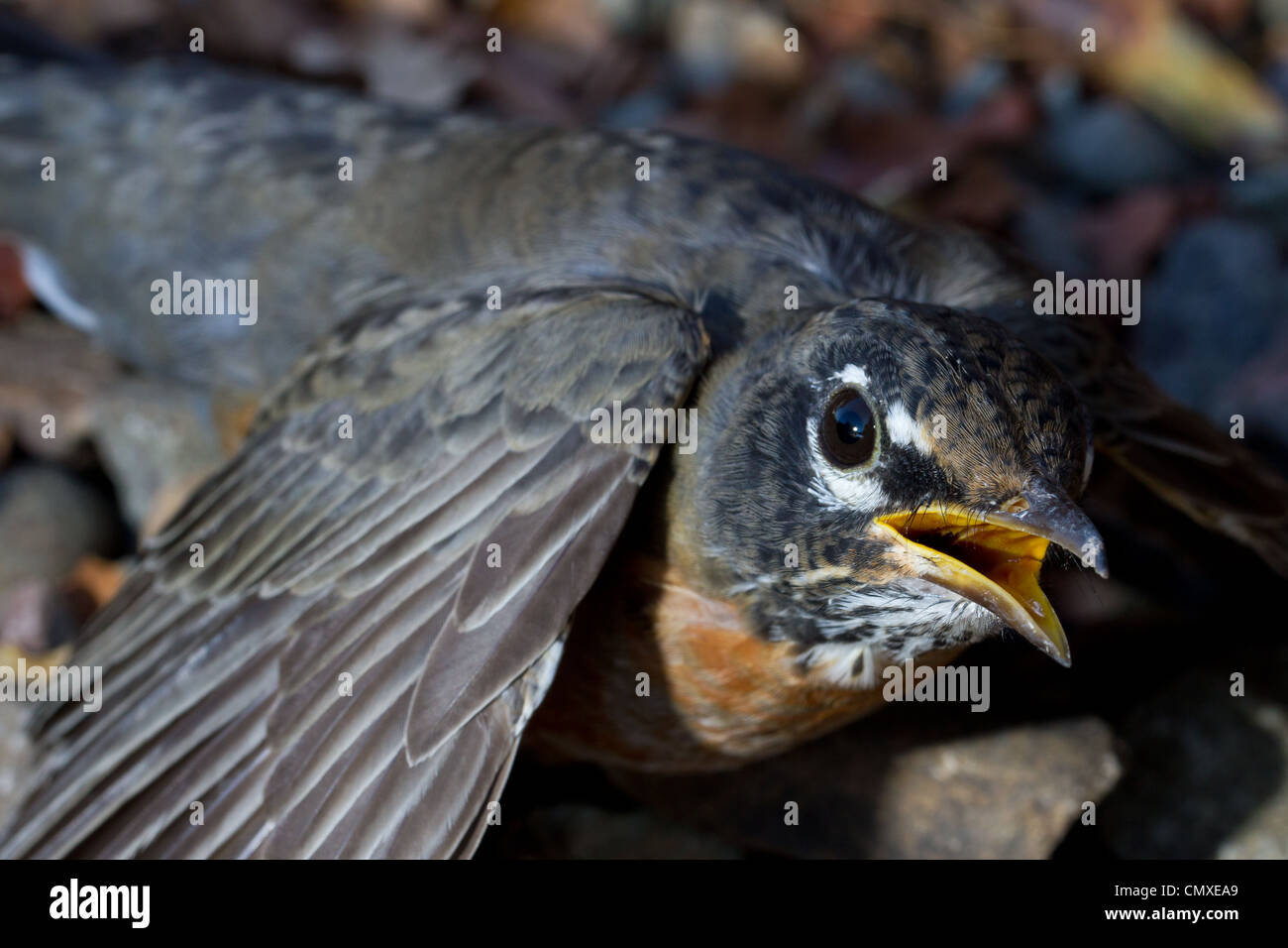 Close-up of stunned American Robin after window collision Stock Photo