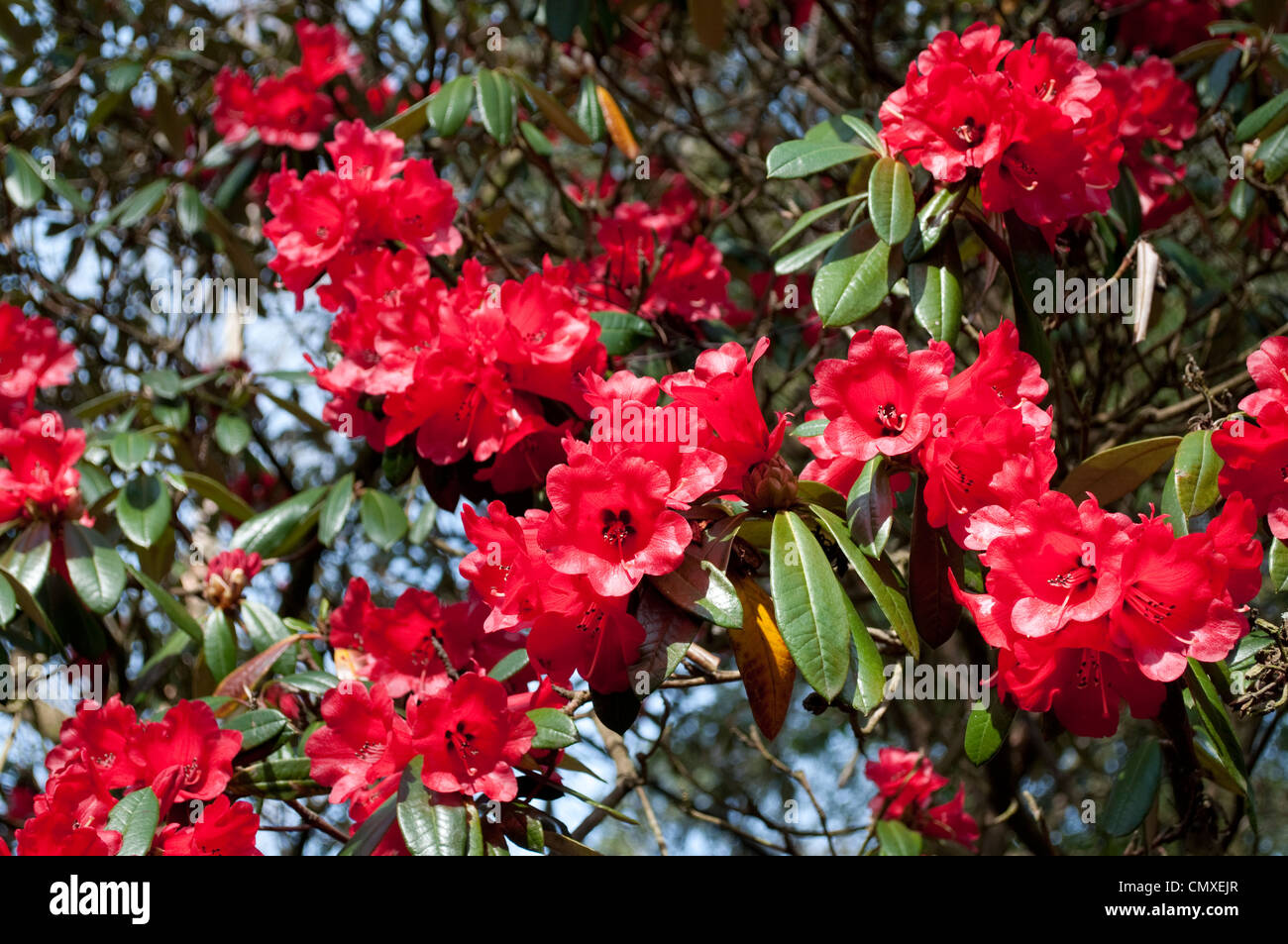 Rhododendron haematodes hi-res stock photography and images - Alamy