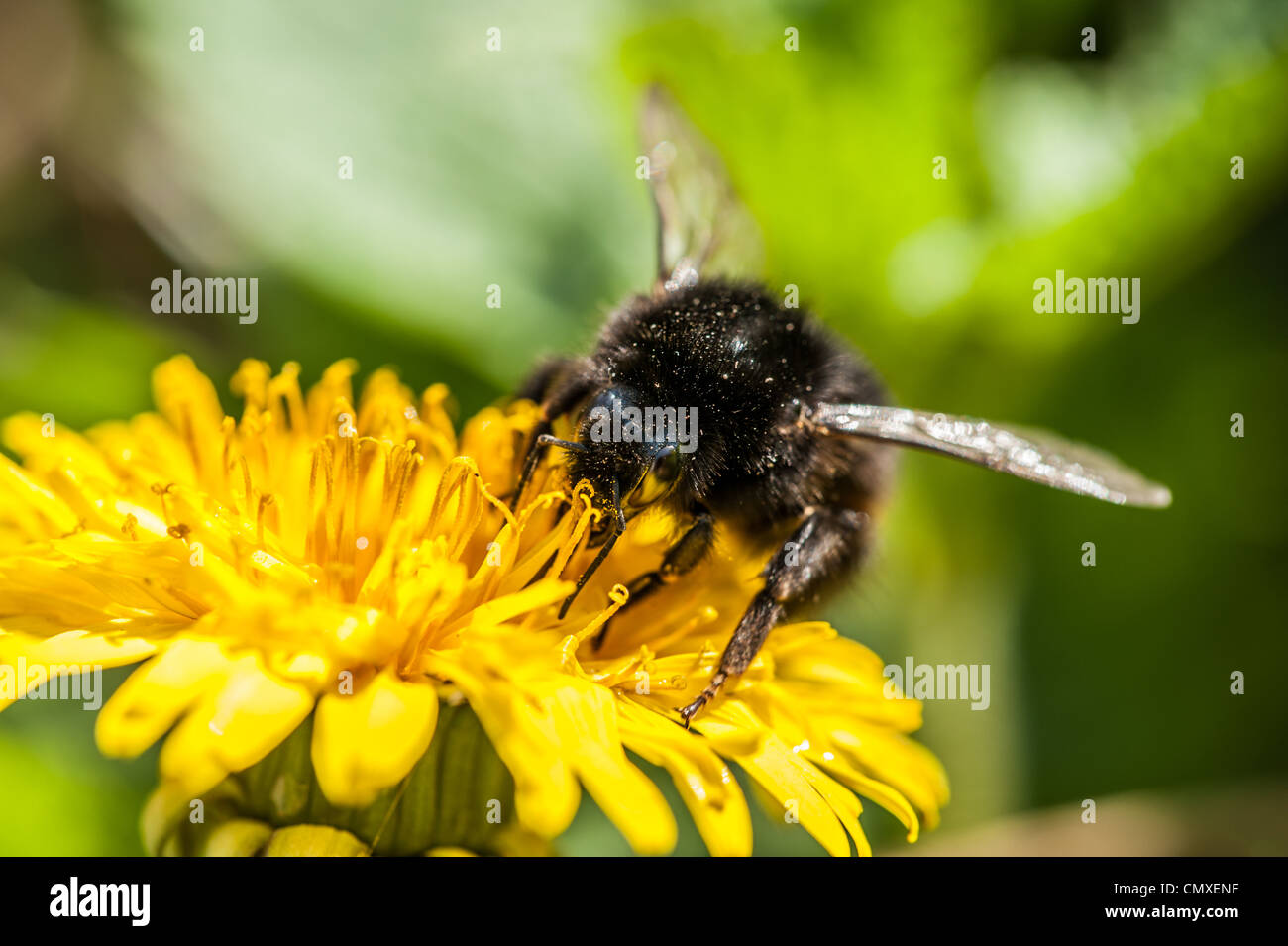 Bee drinking nectar hires stock photography and images Alamy